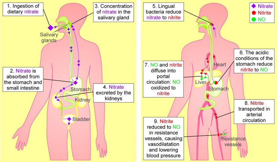 Supplemental nitrate effect study