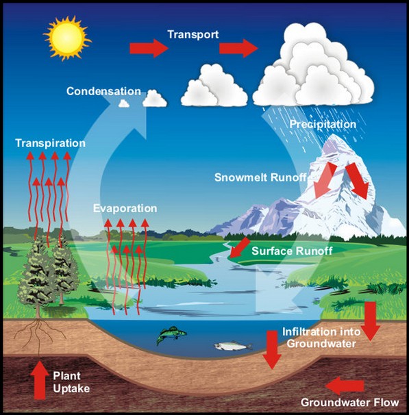 The water cycle